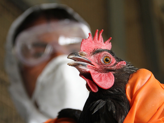 В Индии впервые зафиксировали смерть от птичьего гриппа